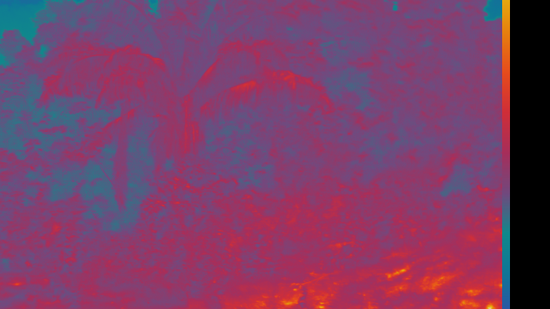 Species ecology in thermal landscapes